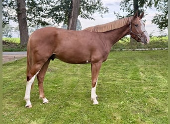 Belgisch Warmbloed, Ruin, 4 Jaar, 172 cm, Vos