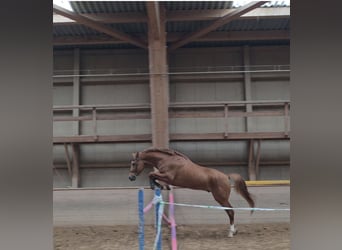 Belgisch Warmbloed, Ruin, 4 Jaar, 175 cm, Vos