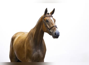 Belgisch Warmbloed, Ruin, 4 Jaar, 178 cm, Bruin