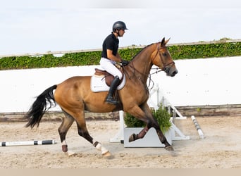 Belgisch Warmbloed, Ruin, 4 Jaar, 178 cm, Bruin