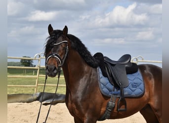 Belgisch Warmbloed, Ruin, 5 Jaar, 155 cm, Bruin