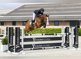 Belgisch Warmbloed, Ruin, 5 Jaar, 161 cm, Bruin