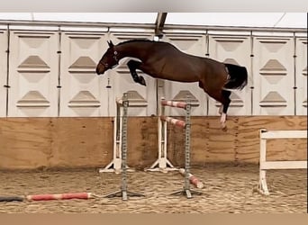 Belgisch Warmbloed, Ruin, 5 Jaar, 163 cm, Bruin