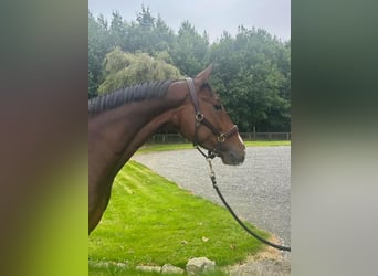 Belgisch Warmbloed, Ruin, 5 Jaar, 163 cm, Bruin