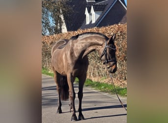 Belgisch Warmbloed, Ruin, 5 Jaar, 164 cm, Bruin