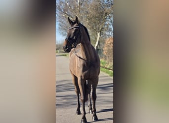 Belgisch Warmbloed, Ruin, 5 Jaar, 164 cm, Bruin