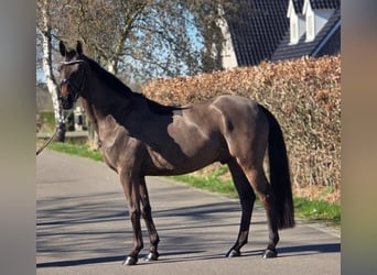 Belgisch Warmbloed, Ruin, 5 Jaar, 164 cm, Bruin