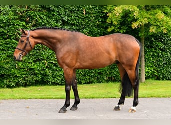 Belgisch Warmbloed, Ruin, 5 Jaar, 164 cm, Bruin