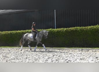 Belgisch Warmbloed, Ruin, 5 Jaar, 164 cm, Schimmel