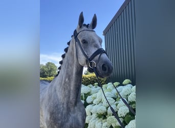 Belgisch Warmbloed, Ruin, 5 Jaar, 164 cm, Schimmel