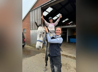 Belgisch Warmbloed, Ruin, 5 Jaar, 166 cm, Schimmel