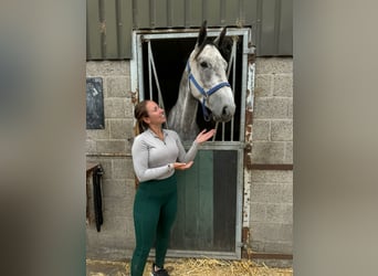 Belgisch Warmbloed, Ruin, 5 Jaar, 166 cm, Schimmel