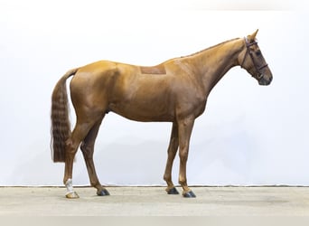 Belgisch Warmbloed, Ruin, 5 Jaar, 166 cm, Vos