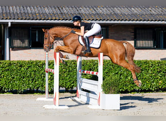 Belgisch Warmbloed, Ruin, 5 Jaar, 166 cm, Vos