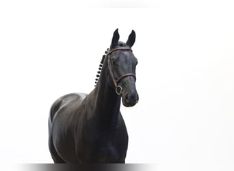 Belgisch Warmbloed, Ruin, 5 Jaar, 166 cm, Zwart