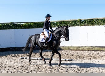 Belgisch Warmbloed, Ruin, 5 Jaar, 166 cm, Zwart