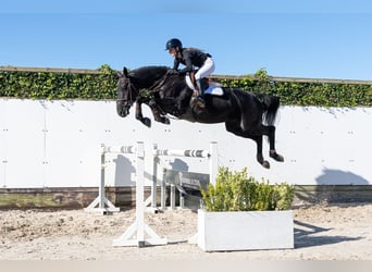 Belgisch Warmbloed, Ruin, 5 Jaar, 166 cm, Zwart