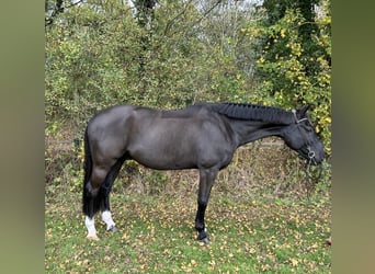 Belgisch Warmbloed, Ruin, 5 Jaar, 166 cm, Zwart