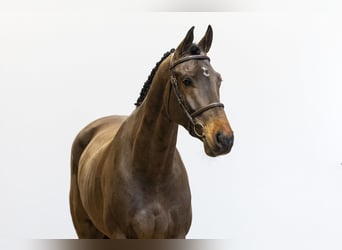 Belgisch Warmbloed, Ruin, 5 Jaar, 167 cm, Bruin