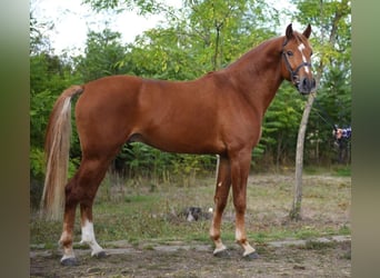 Belgisch Warmbloed, Ruin, 5 Jaar, 168 cm, Bruin