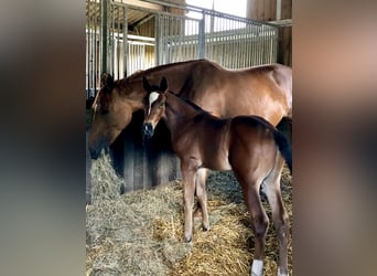 Belgisch Warmbloed, Ruin, 5 Jaar, 168 cm, Donkerbruin
