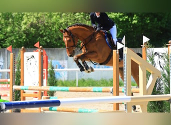 Belgisch Warmbloed, Ruin, 5 Jaar, 168 cm