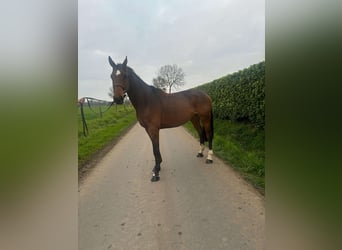 Belgisch Warmbloed, Ruin, 5 Jaar, 169 cm, Bruin