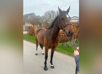 Belgisch Warmbloed, Ruin, 5 Jaar, 169 cm, Bruin