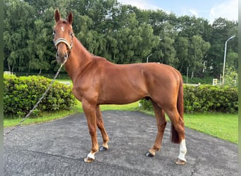 Belgisch Warmbloed, Ruin, 5 Jaar, 169 cm, Donkere-vos