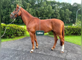 Belgisch Warmbloed, Ruin, 5 Jaar, 169 cm, Donkere-vos