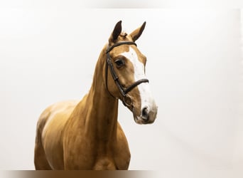 Belgisch Warmbloed, Ruin, 5 Jaar, 169 cm, Vos