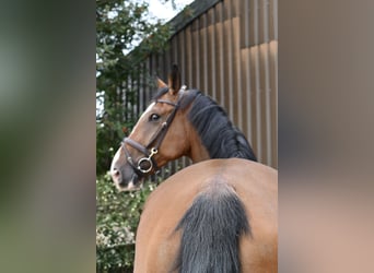 Belgisch Warmbloed, Ruin, 5 Jaar, 170 cm, Bruin