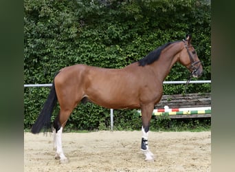 Belgisch Warmbloed, Ruin, 5 Jaar, 170 cm, Bruin
