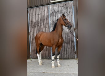 Belgisch Warmbloed, Ruin, 5 Jaar, 170 cm, Bruin