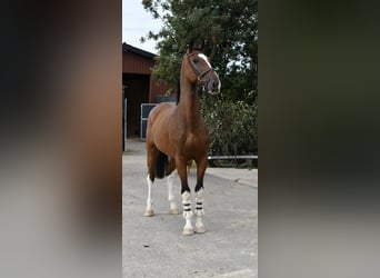 Belgisch Warmbloed, Ruin, 5 Jaar, 170 cm, Bruin