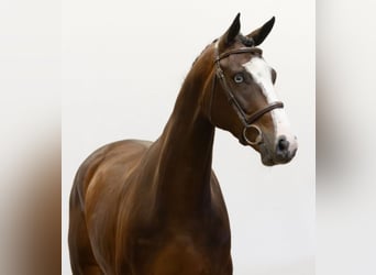 Belgisch Warmbloed, Ruin, 5 Jaar, 170 cm, Donkerbruin