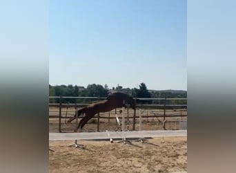 Belgisch Warmbloed, Ruin, 5 Jaar, 170 cm, Donkerbruin