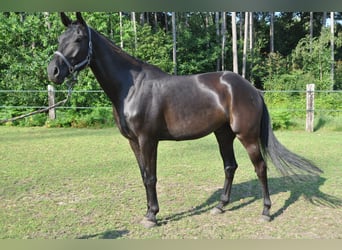 Belgisch Warmbloed, Ruin, 5 Jaar, 170 cm, Zwart