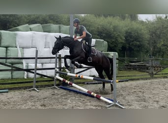 Belgisch Warmbloed, Ruin, 5 Jaar, 170 cm, Zwart