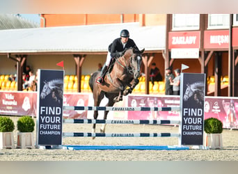 Belgisch Warmbloed, Ruin, 5 Jaar, 170 cm, Zwartbruin