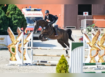 Belgisch Warmbloed, Ruin, 5 Jaar, 170 cm, Zwartbruin