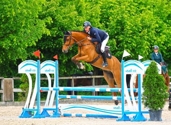 Belgisch Warmbloed, Ruin, 5 Jaar, 172 cm, Bruin