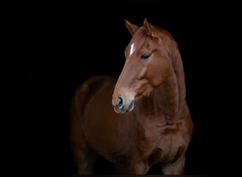 Belgisch Warmbloed, Ruin, 5 Jaar, 175 cm, Vos