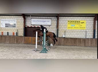Belgisch Warmbloed, Ruin, 6 Jaar, 164 cm, Bruin