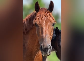 Belgisch Warmbloed, Ruin, 6 Jaar, 165 cm