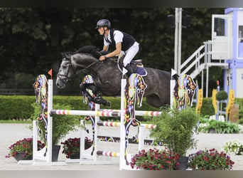 Belgisch Warmbloed, Ruin, 6 Jaar, 165 cm, Zwartschimmel