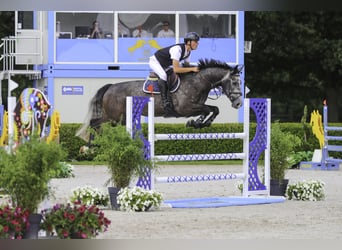 Belgisch Warmbloed, Ruin, 6 Jaar, 165 cm, Zwartschimmel