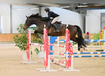 Belgisch Warmbloed, Ruin, 6 Jaar, 166 cm, Zwartbruin