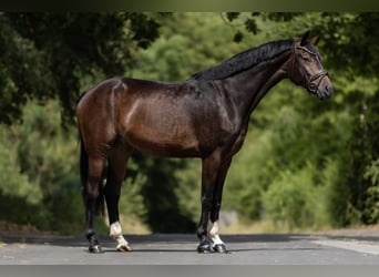 Belgisch Warmbloed, Ruin, 6 Jaar, 170 cm, Bruin