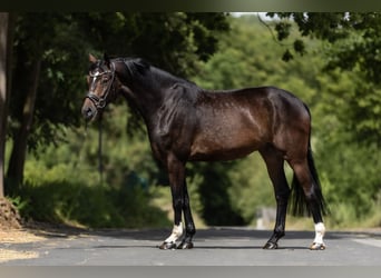 Belgisch Warmbloed, Ruin, 6 Jaar, 170 cm, Bruin